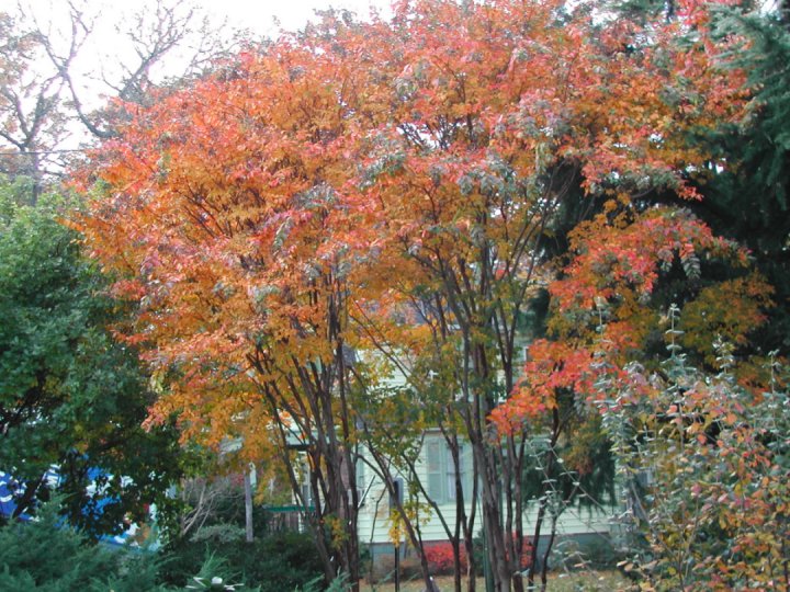 Crepe Myrtle in Fall colors, beside the Fringe tree