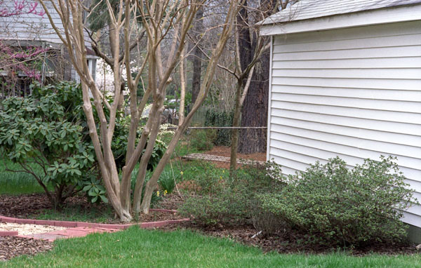April 1 - spirea and daffodils behind the trunks of the Crape Myrtle - 5.jpg