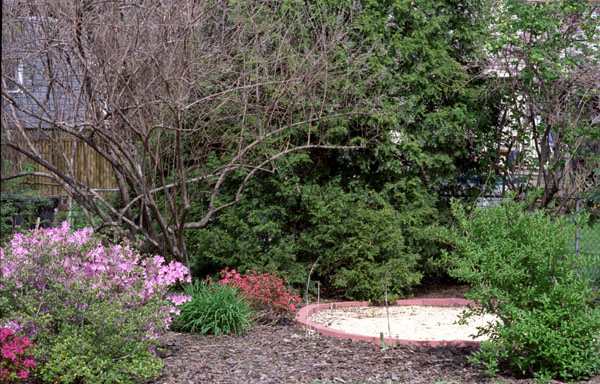 April 16 - azaleas have lots of color - 25.jpg