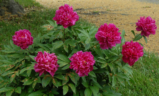 2013 - red peony in side