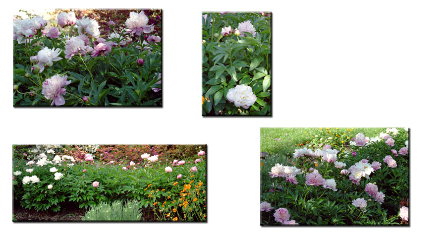 collage of summer peonies