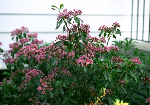 and a few days later the Kalmia is also in bloom - 10.jpg