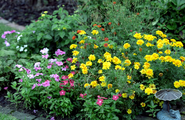 flower garden, shot in August in full bloom - 19-41.jpg