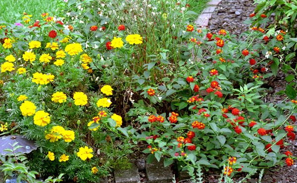 flower garden, shot in September with lantanas in bloom - 20-45.jpg