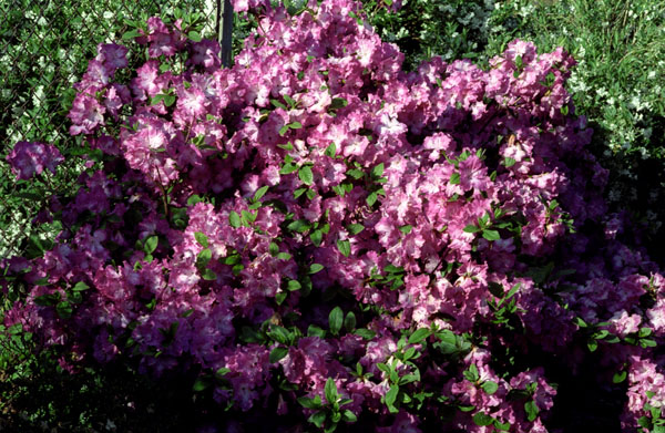 this is the azalea beside the fence - now in full bloom - 25-36.jpg