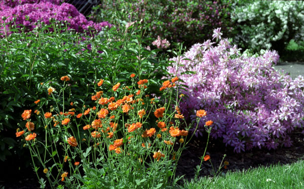 flower garden annuals, near the peonies and azaleas; note the azalea just behind that is not yet in bloom, which is beside the fence - 25.jpg
