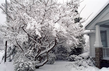 azaleas to right; oriental fringe in front yard - 25.jpg