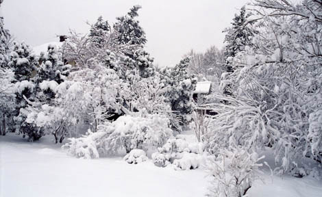 crepes, viburnum, azaleas, chaste tree at east-most side of yard - Japanese oval is under 12 inches - 31.jpg