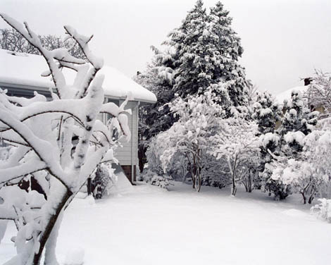 crepes and viburnum at NE corner of house; in foreground is grandfather fringe - 32.jpg