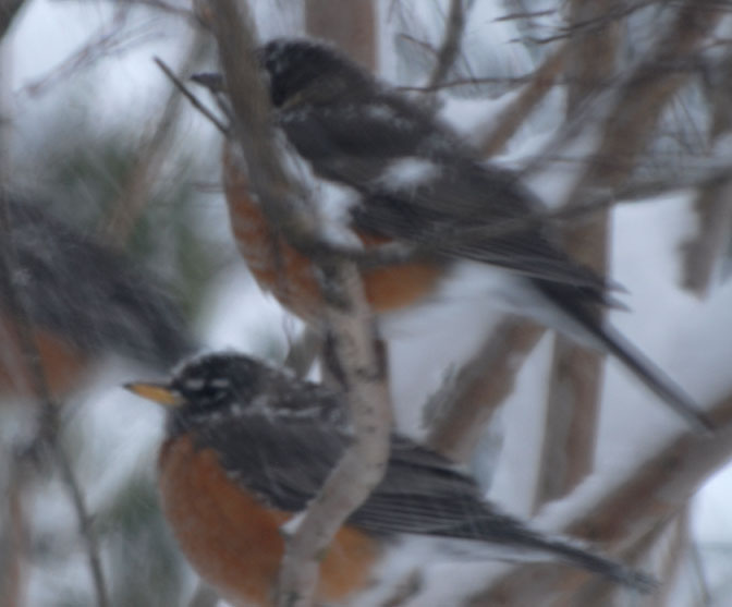 Two robins in the crape myrtle just outside the window - 741
