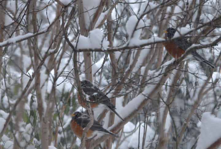 robins systematically strip the holly tree of berries - they chose the Saturday storm - 742