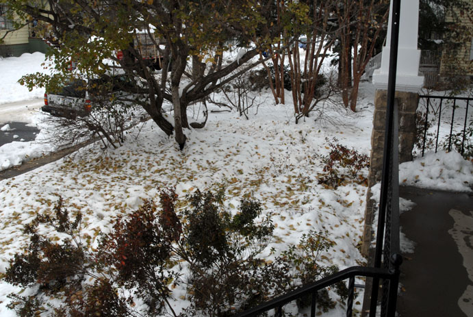 Fringe tree does not like to part with its leaves - the snow and winds took lots of leaves off, but photo (Tuesday, 22nd) shows that final leaf-raking will still be after the New Year - 793