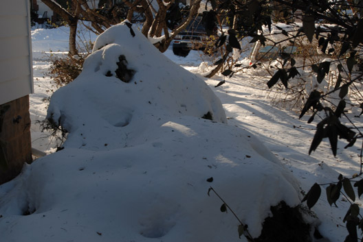 Heavy snow covers the bushes - 812