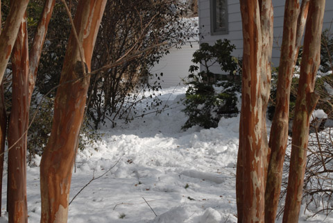 OK, with the new snow it was time to get out the snow shoes - back from Ottawa days ... you can see the oval-shaped prints - and the bushes are cleared of snow - 850