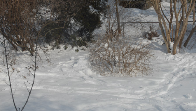 more cleared bushes .. and more snow shoe prints - 857