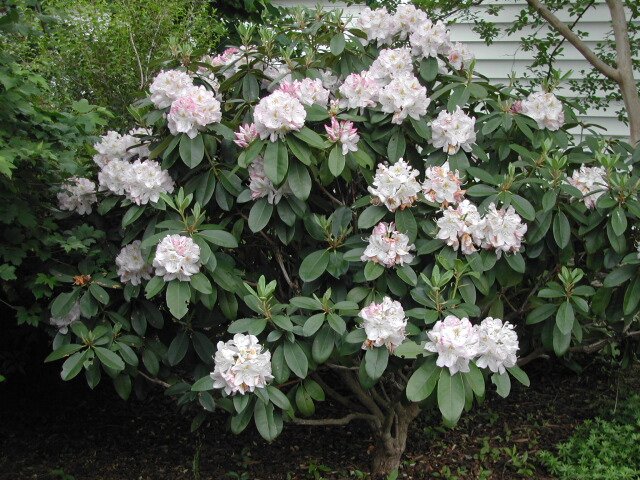 Rhododendron, close-up