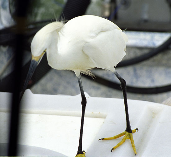 VERY closeup of the egret - also standing on the bait tank - 30-21.jpg