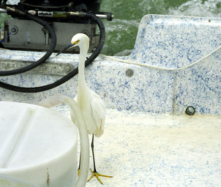 The egret flew onboard - bait tank in forground - as we headed into the dock - note the wake - 32-21.jpg